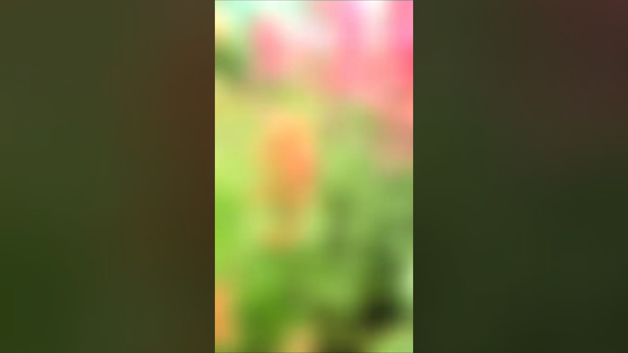 Remember to feed your pollinator friends! 