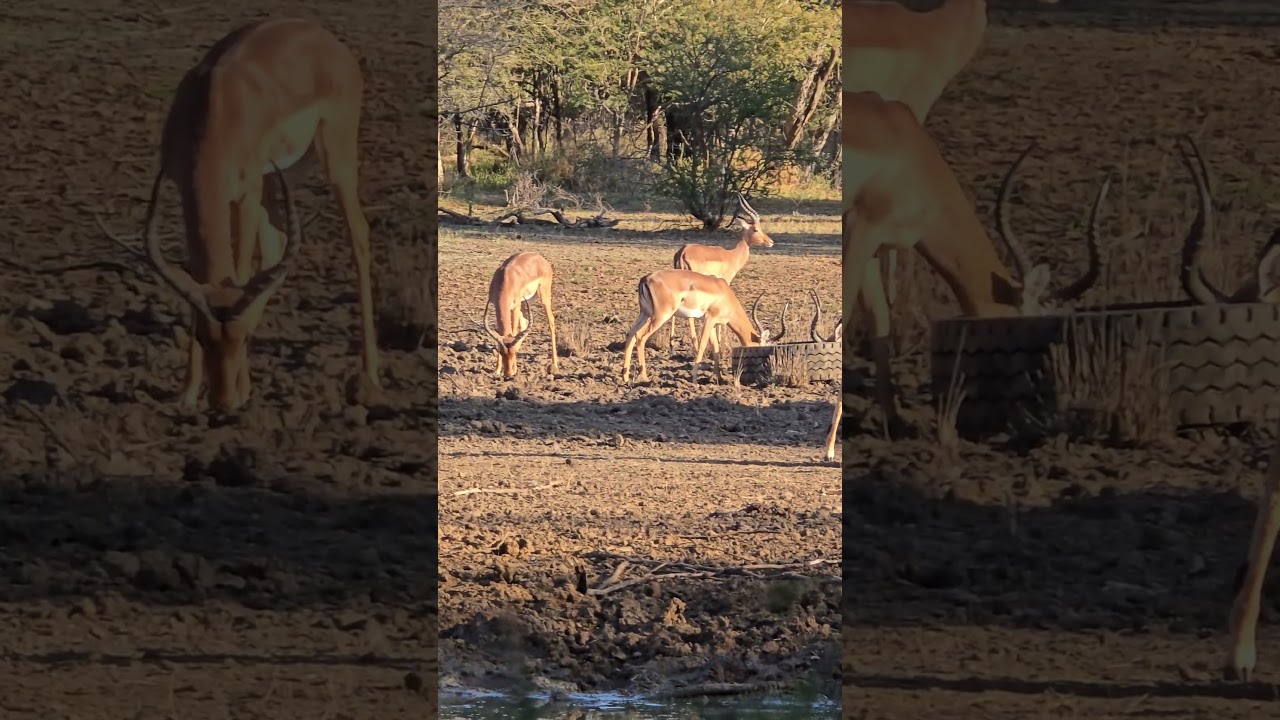 Big herd of Bachelor Impala Rams.