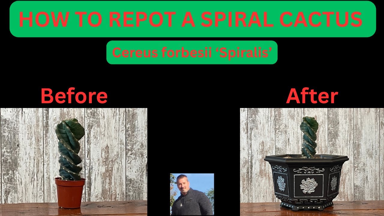 HOW TO REPOT A SPIRAL CACTUS.          Cereus forbesii 'Spiralis'