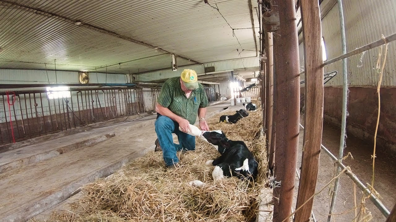 Auction Barn - Buying Bottle Calves