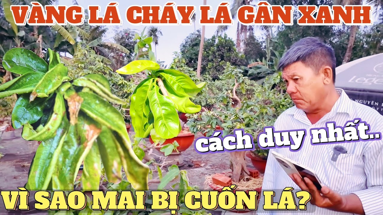Vì sao các vườn đều sẽ bị qua bệnh cuốn lá vàng lá gân xanh cách khắc phục hiệu quả vườn mai Út Đực