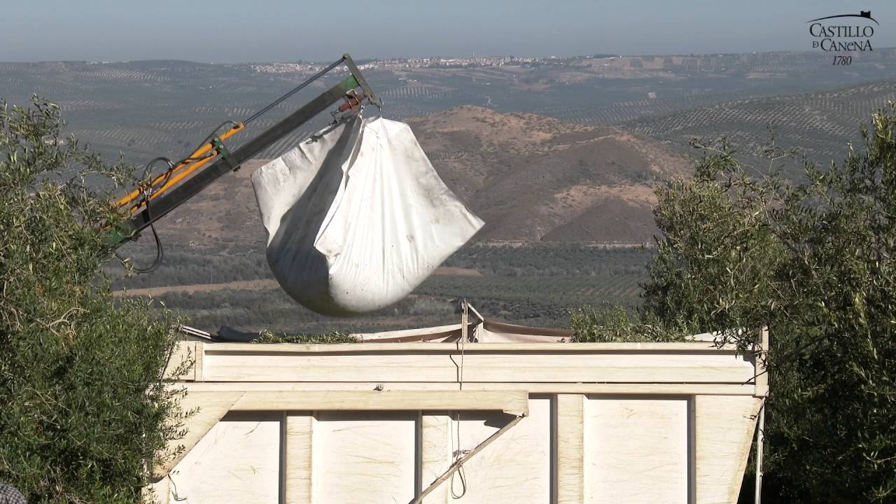 Extra virgin olive oil harvest 2016 / Cosecha temprana aceite de oliva virgen extra 2016