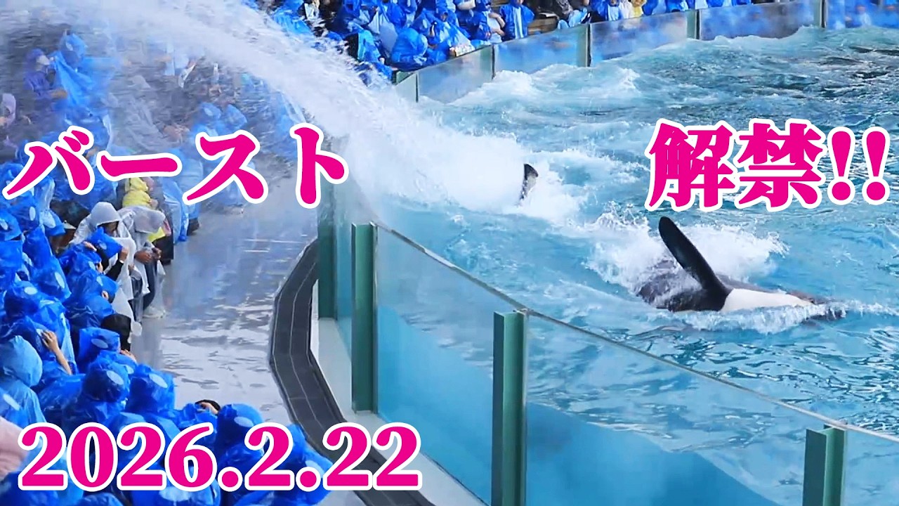 遂に解禁!!スイミングバースト&レスキューバースト!! 鴨川シーワールド シャチショー KamogawaSeaWorld  orca killerwhale
