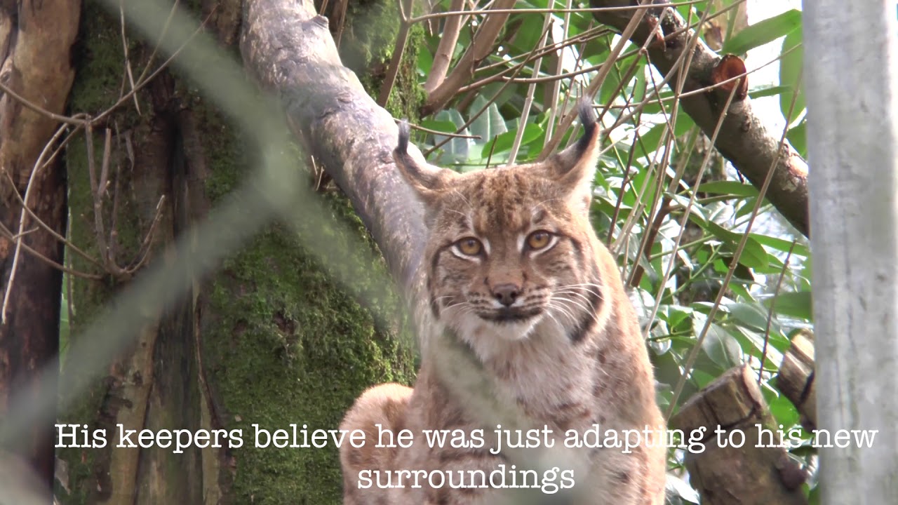 Meet Flaviu, Dartmoor Zoo's most infamous resident!
