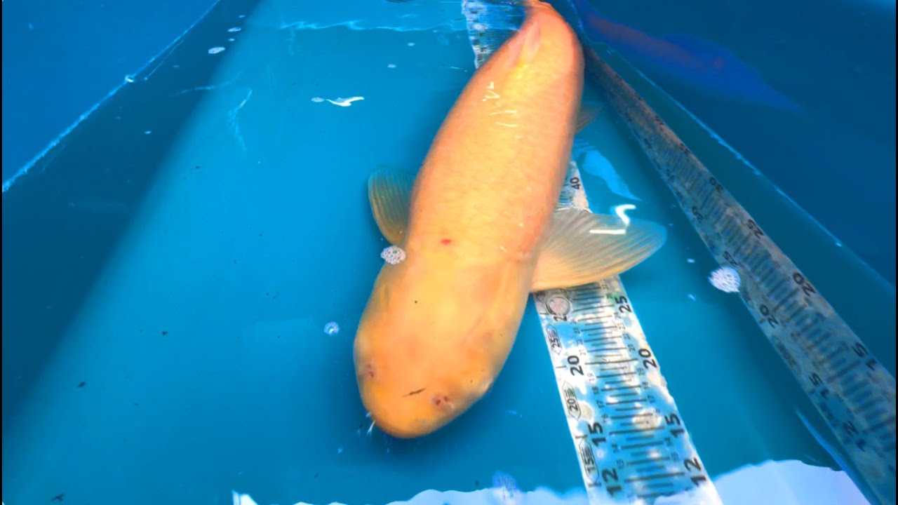18センチの小さなソウギョが超巨大化！！！！！！