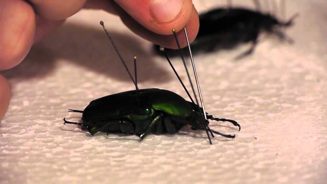 Préparation d'un insecte