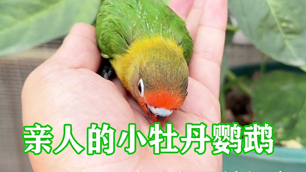 刚出壳一个月的牡丹鹦鹉，长的真是大变样，可能又是只母鸟【一只小皮皮呀】