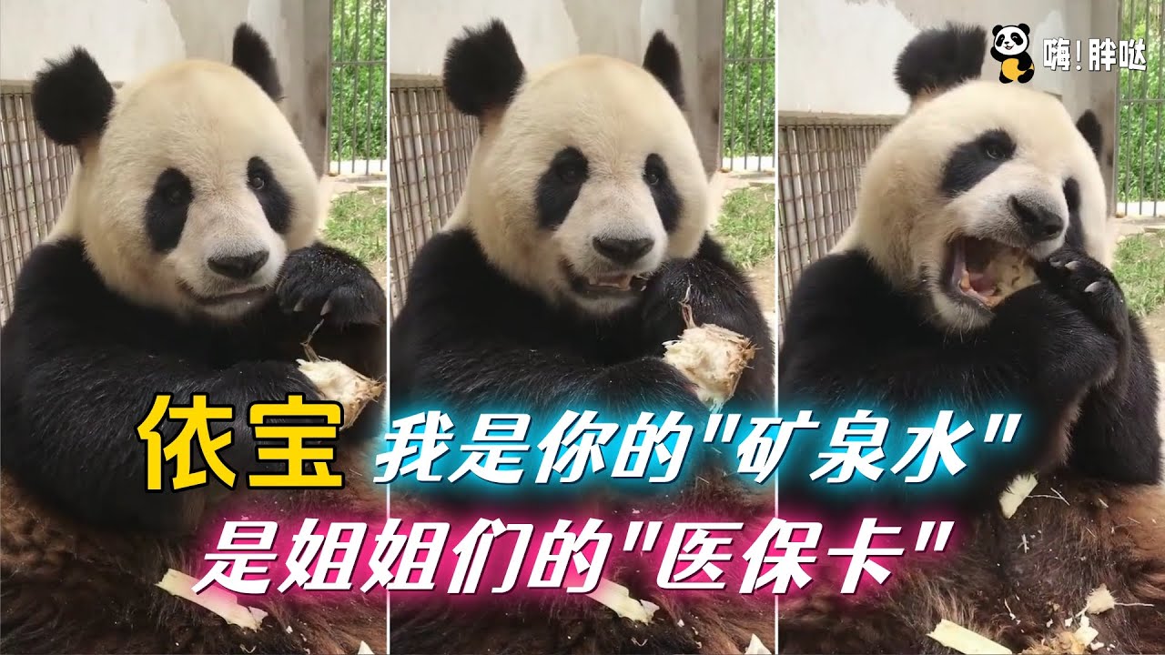 依宝：值得一写的宝藏熊猫，别总说“福宝的邻居”，医保卡、矿泉水有自己的故事