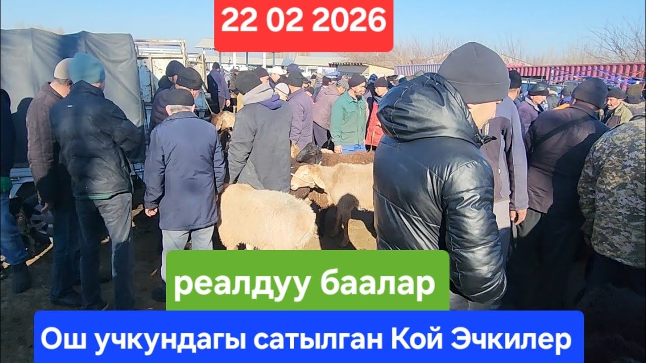 ОШ УЧКУН КОЙ БАЗАР 22 Февраль 2026 жыл Сатылган Кой Эчкилер #базар #видео #рекомендации 