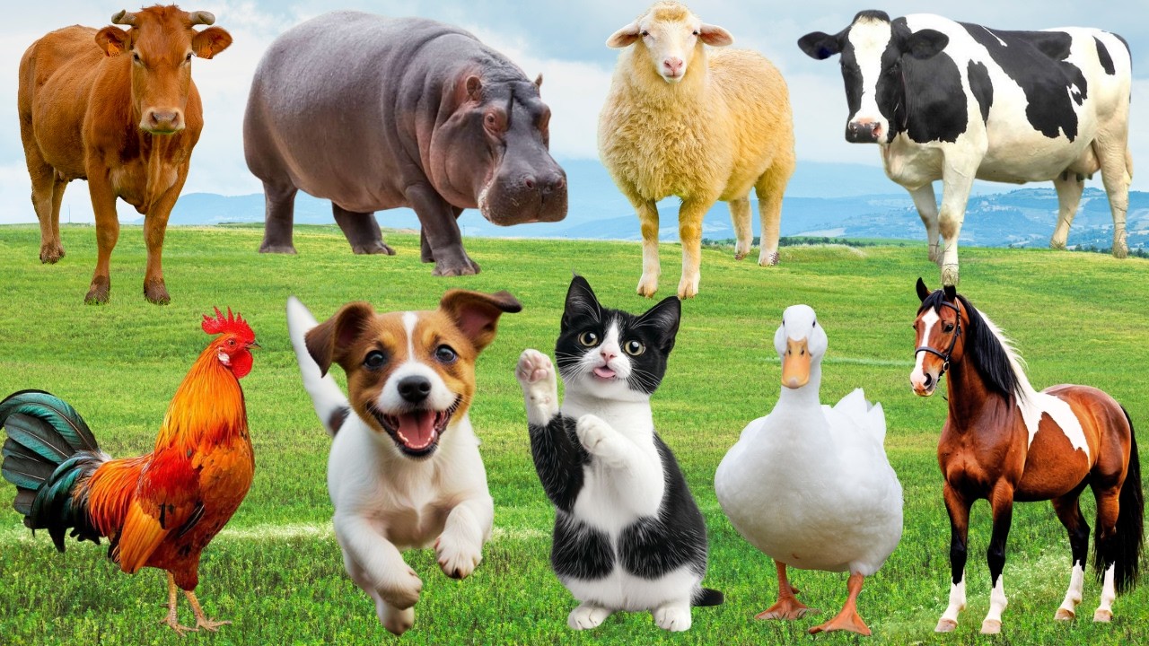 🌿Chó, Mèo, Heo & Vịt “Hòa Ca Hạnh Phúc” – Đồng Quê Ngập Tràn Âm Thanh Yêu Thương | FarmAnimals 🐶🐱🐷🦆
