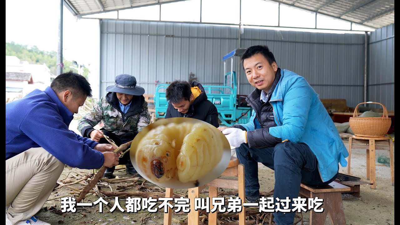 华农兄弟：消灭害虫，从吃开始，味道很不错哦