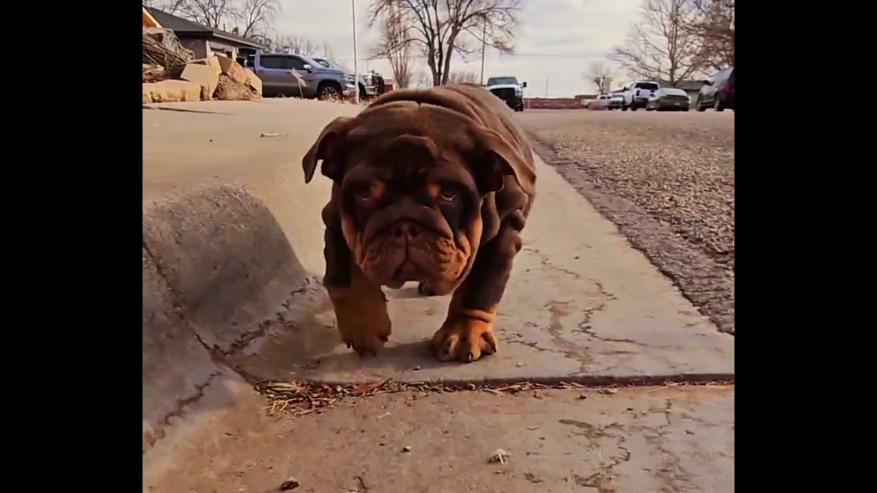Shelby Chocolate Tan English Bulldog