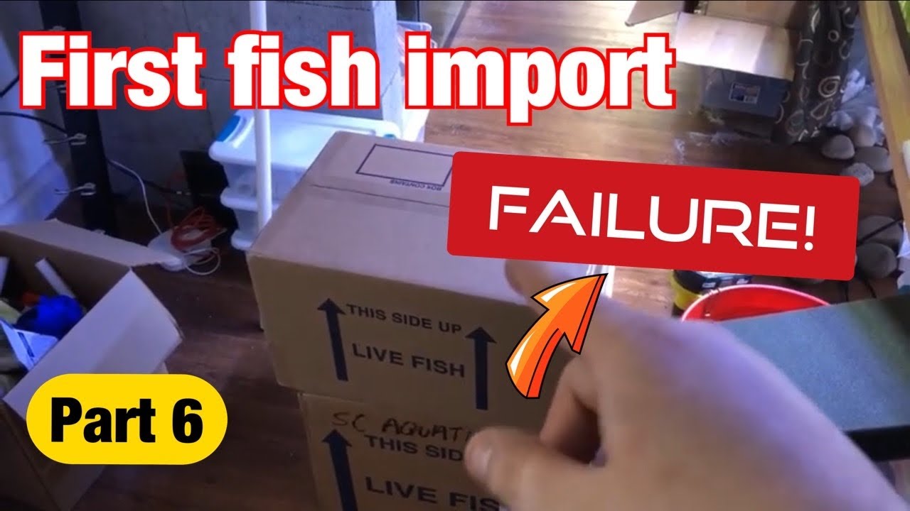 My first import fish order failure! (Part 6)