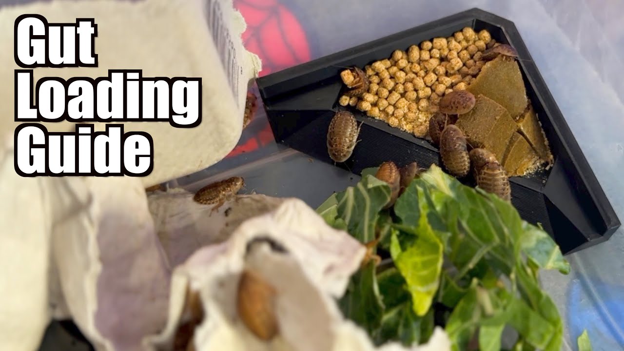 Gut Loading! The Most Important Part of Feeding your Reptiles