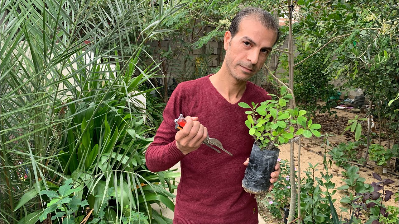 ألا نلاحظ ضعف وموت الشتلات بعد شرائها وغرسها باصيص أو بالأرض ؟ شاهد أهم الأسرار الزراعية للمشاتل 👌