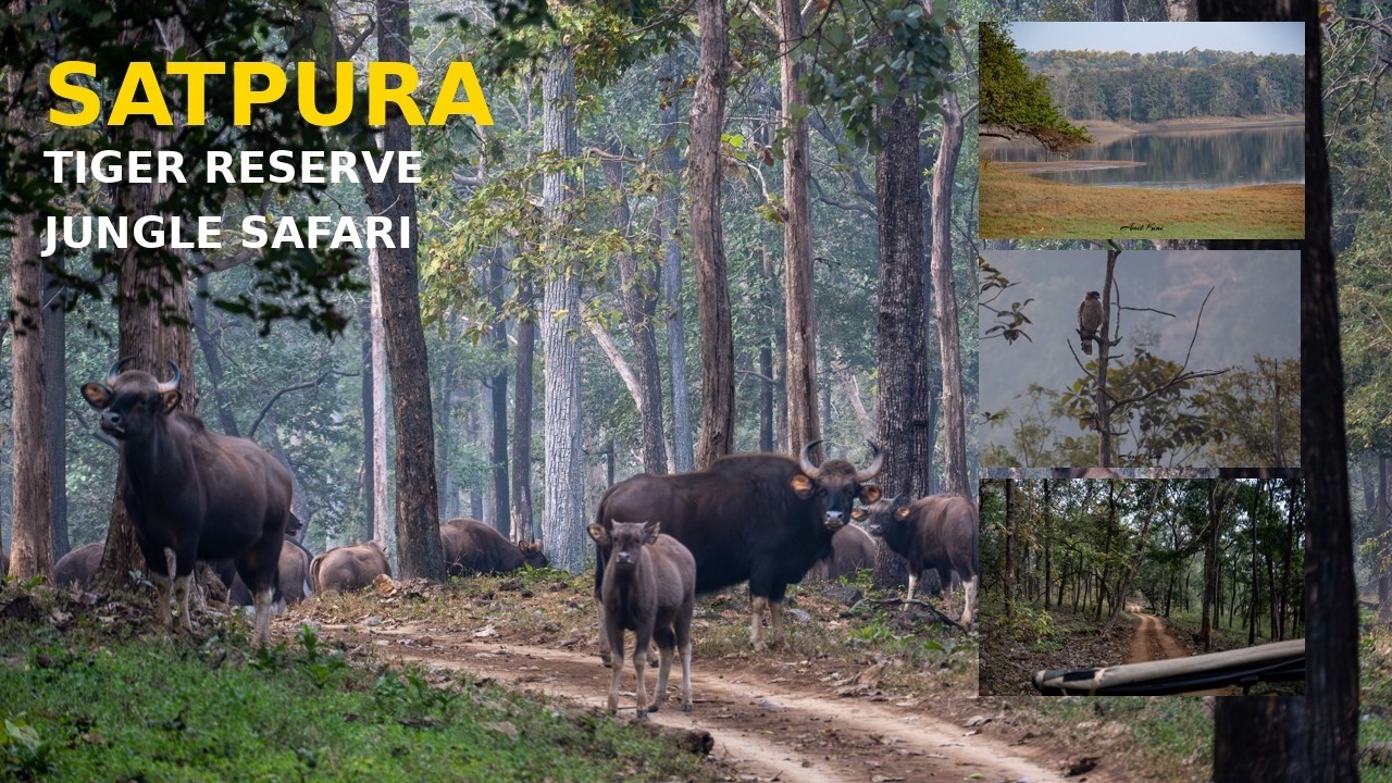 SATPURA TIGER RESERVE UNFILTERED