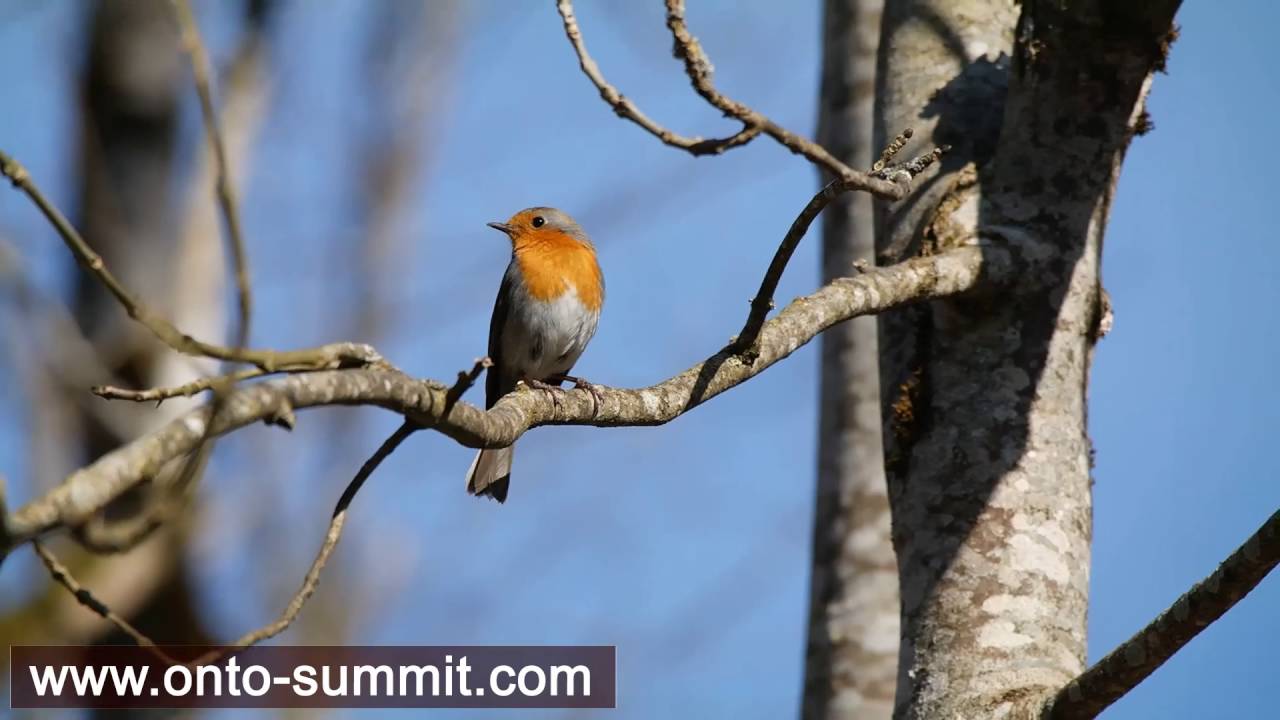 Bird song - The European robin / Vogelgesang - Das Rotkehlchen