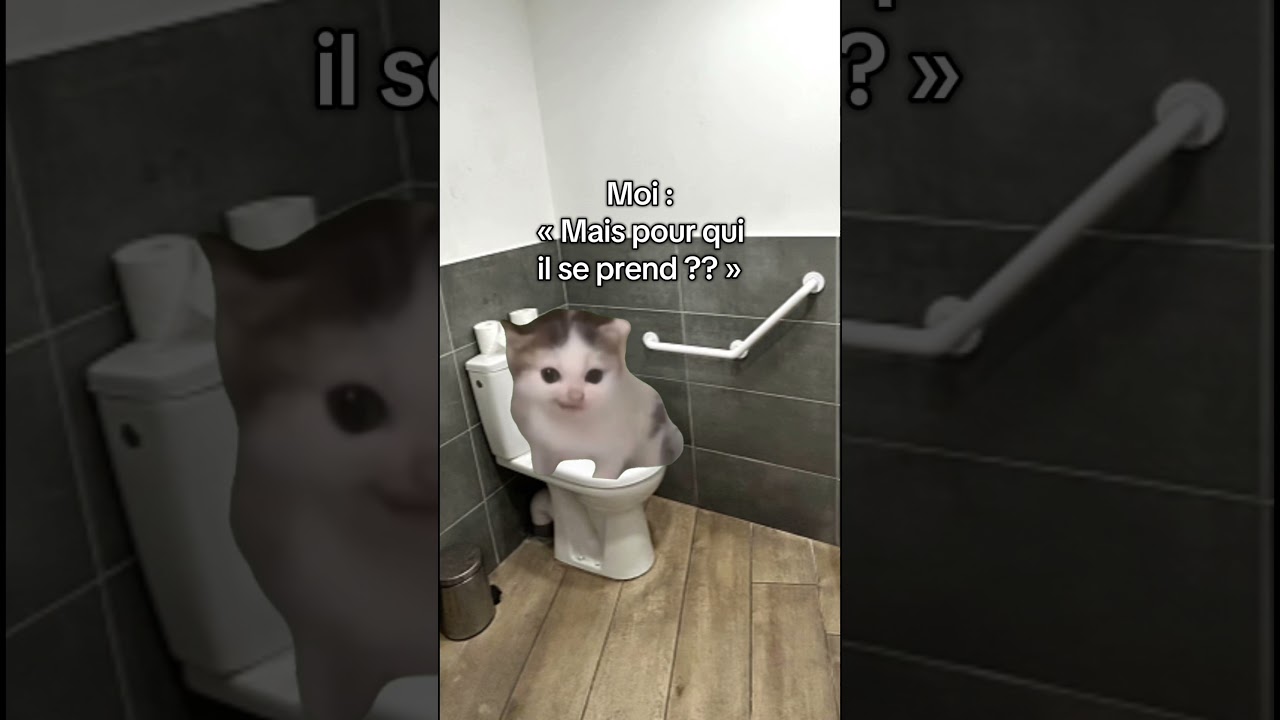 PARTIE 5 : 50 nuances de Matou #chat #snapdrole #memechat #humour #chatstory #cat #funny #drole