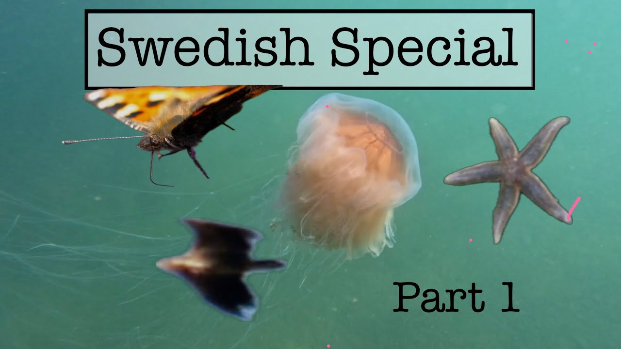 Sweden road trip Part 1 | Wildlife and marine life in Sweden!