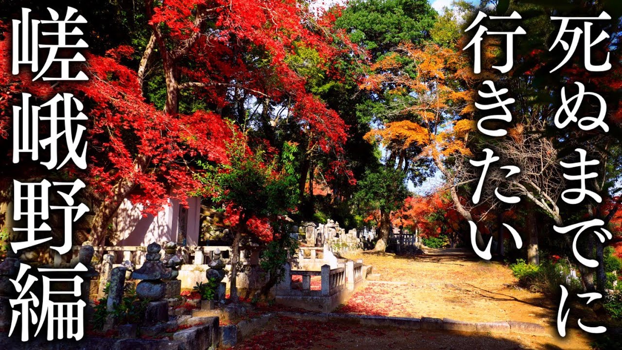 【嵯峨野エリア7選】秋に行きたい京都の紅葉絶景 - Kyoto in 8K