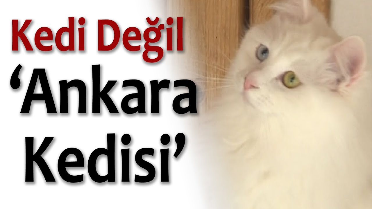 Kedi Değil 'Ankara Kedisi'