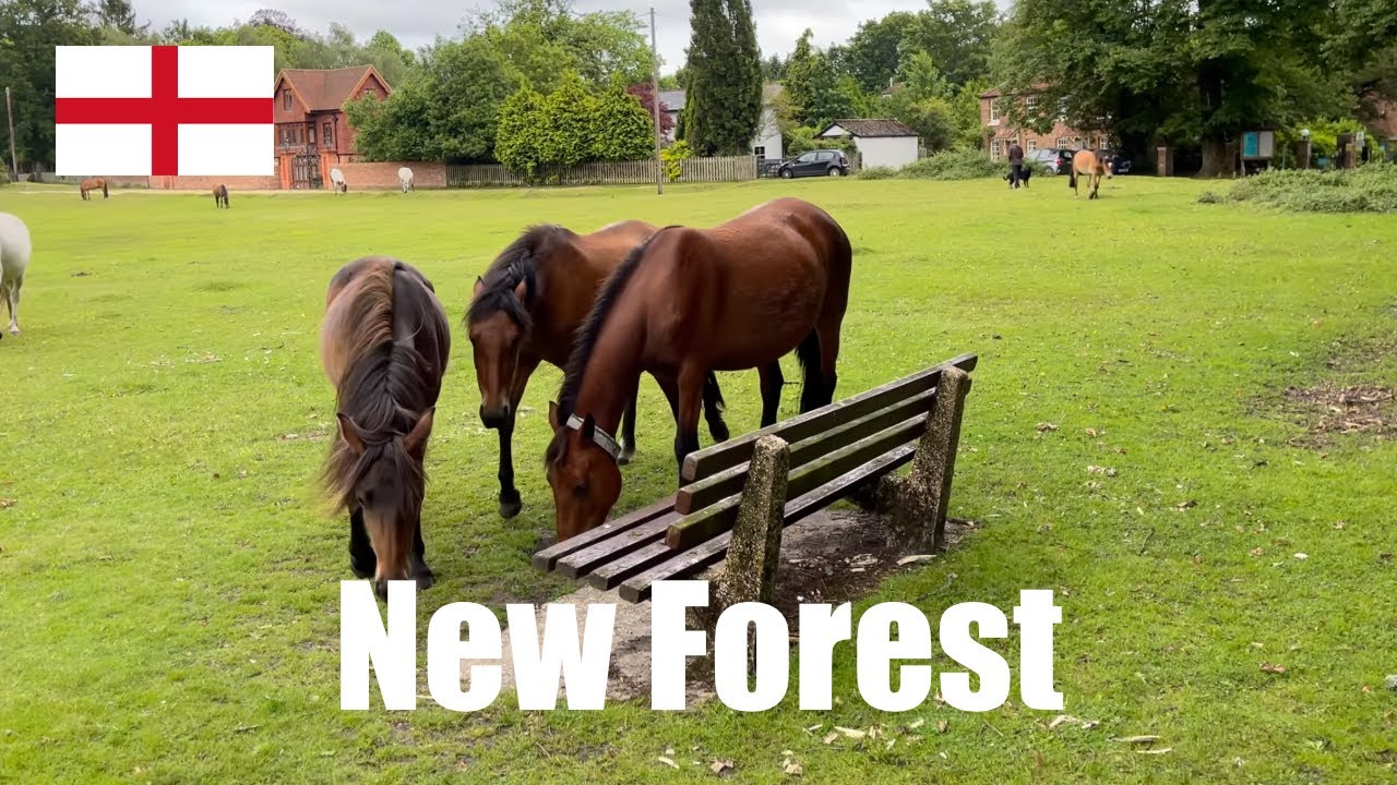 Horses In New Forest, 🏴󠁧󠁢󠁥󠁮󠁧󠁿 UK {iPhone 12 Pro Max} ASMR | 4K@60 HDR