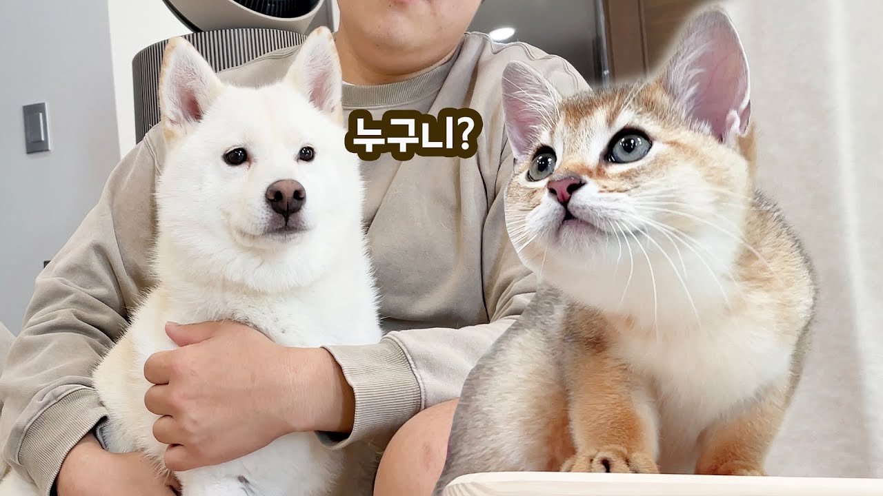 시바와 고양이 합사를 시도해보았습니다 ㅋㅋㅋ