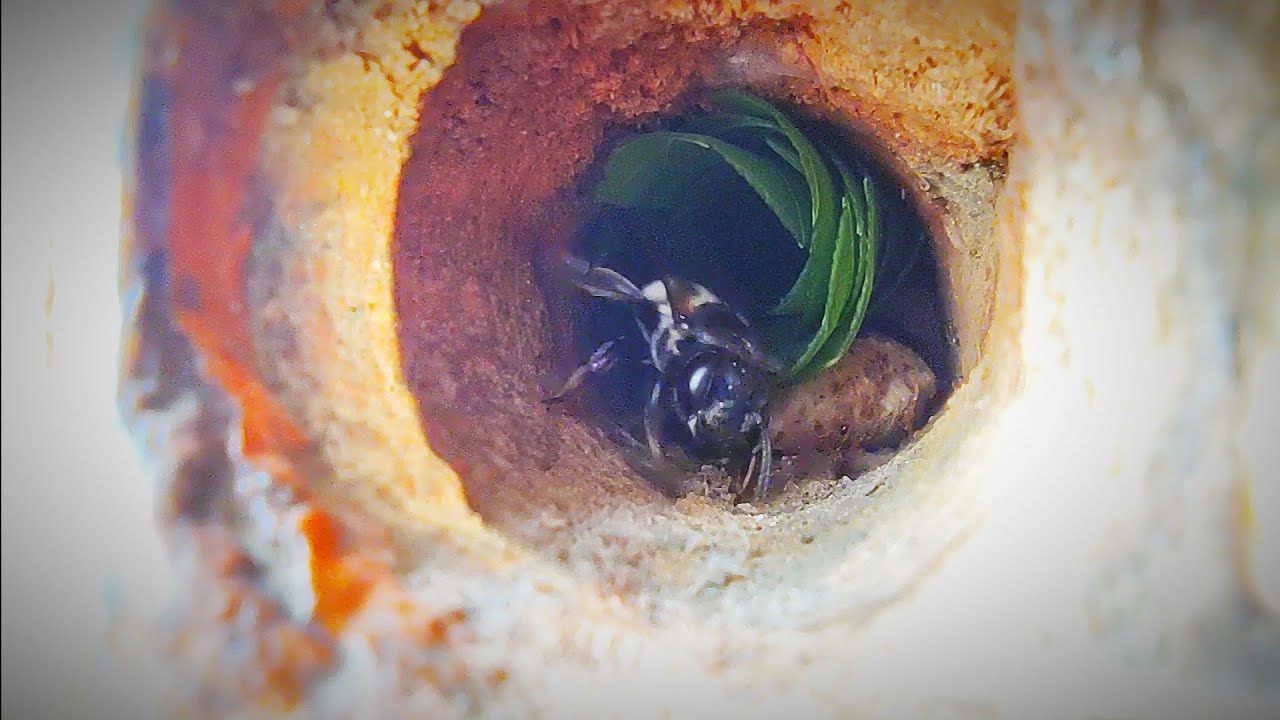 Leafcutter Bee Building Nest | Leaf Cutter Bees At Work
