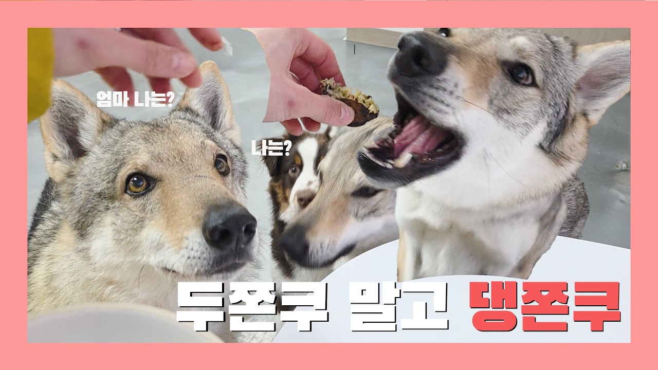 두쫀쿠 말고 댕쫀쿠 강아지 수제간식 만들기 | 레시피 부터 시식까지