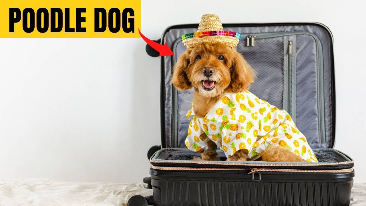 Everything You Need to Know About Poodle Dog Breed
