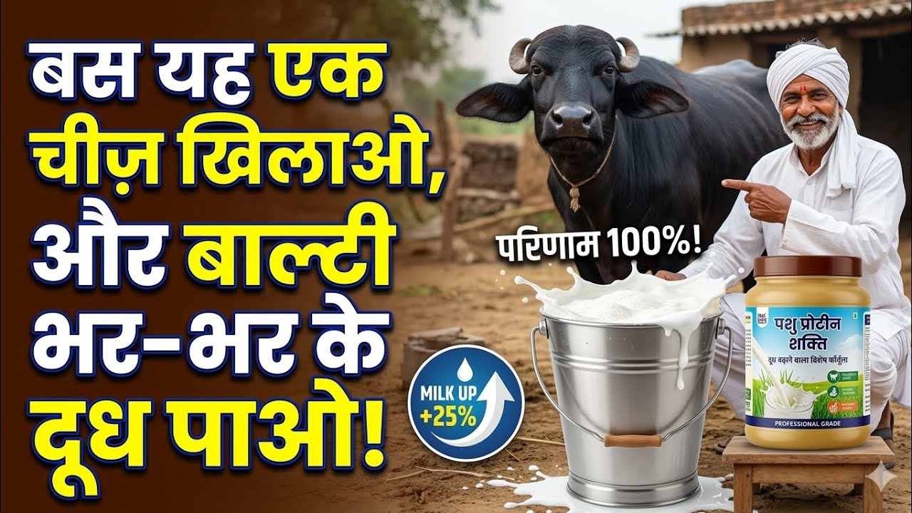 अपने पशु को बस यह एक चीज़ खिलाओ, और बाल्टी भर-भर के दूध पाओ! दूध की भरमार 