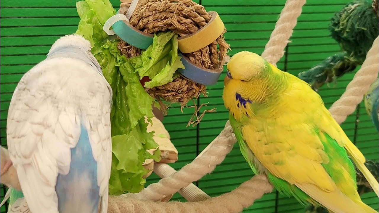 7 hours of budgie sounds to encourage your parrot to eat and sing