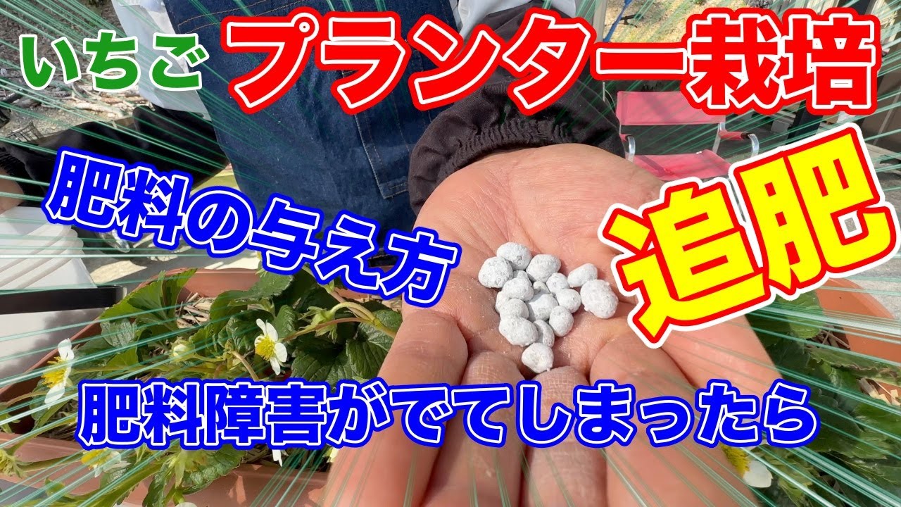 イチゴの株が成長を始めたら追肥を与えてあげましょう。〜サラリーマンでも出来るいちご栽培シリーズ〜