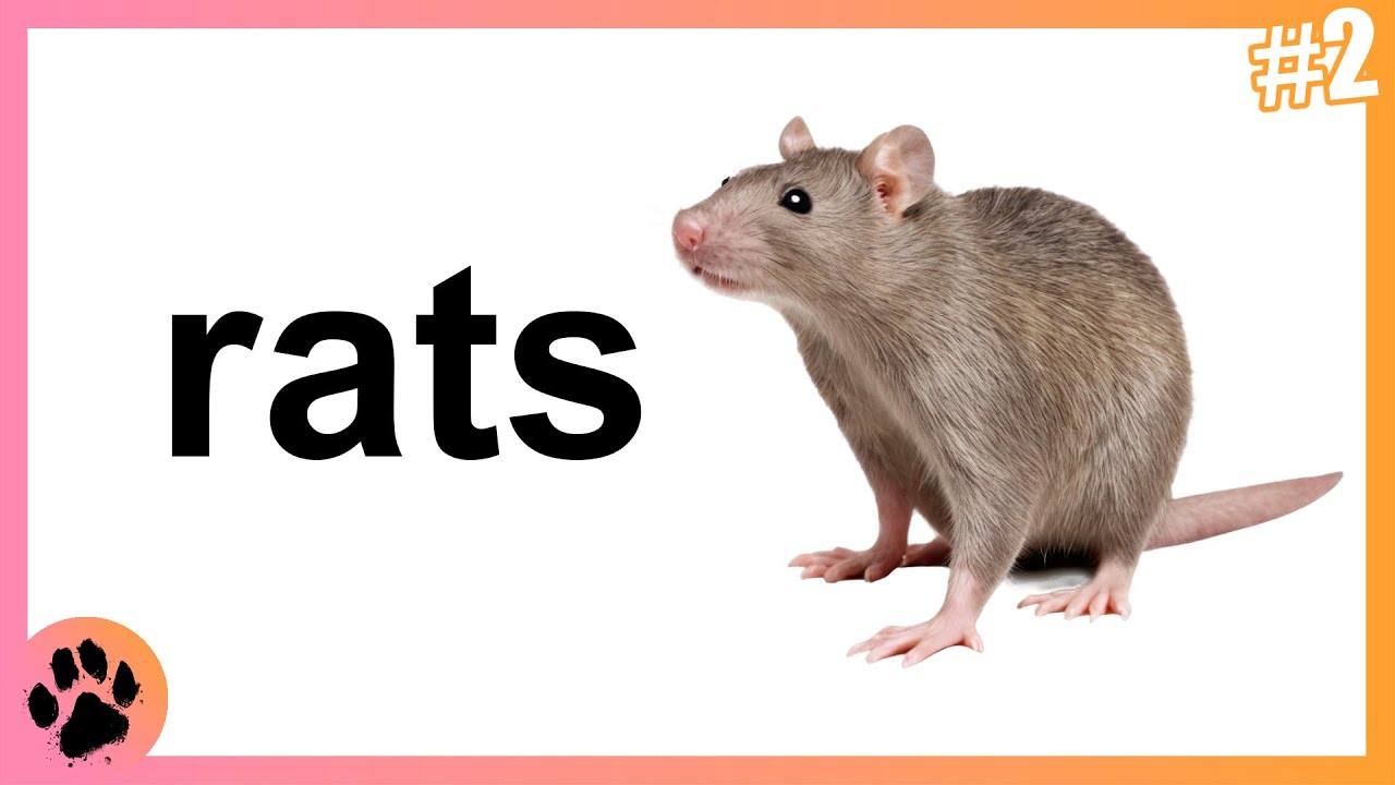 A Bit About: Rats
