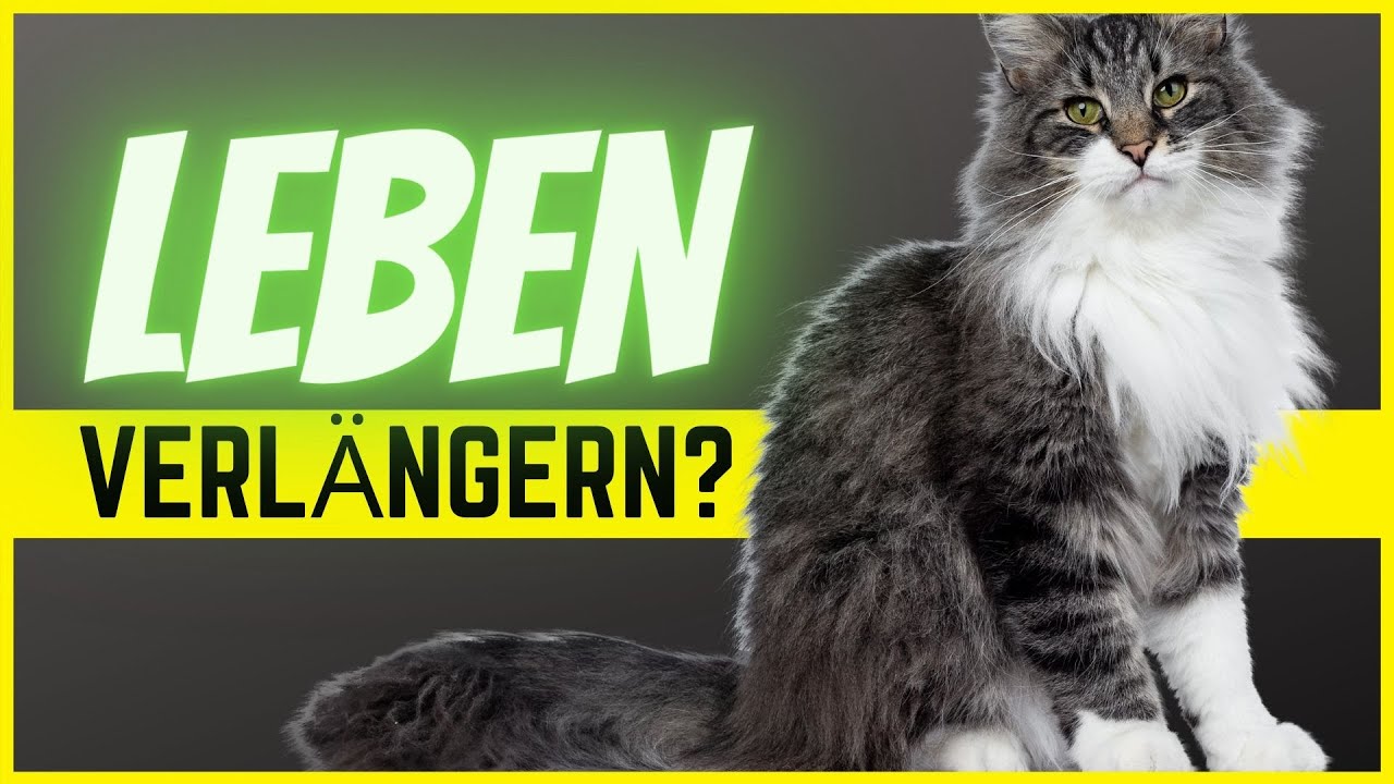 Wie alt deine Katze wird, h&auml;ngt von diesen 3 gruseligen Faktoren ab