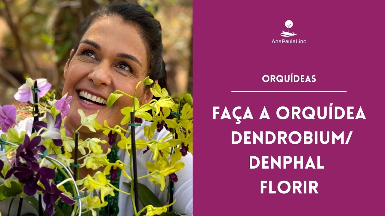 ORQUÍDEAS: Como fazer a Orquídea Dendrobium / Denphal florir