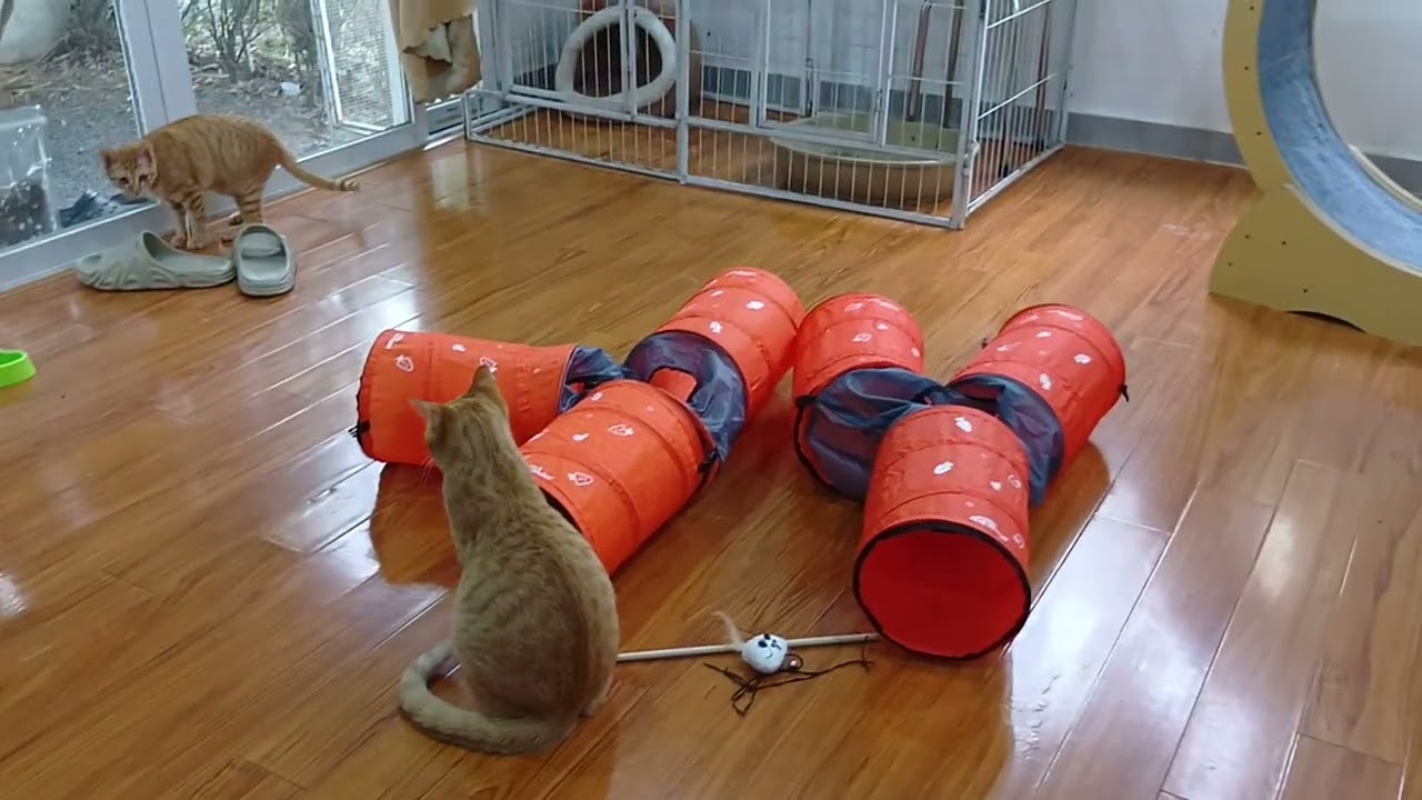 There's just a cat　　　#cat #cats #cute #kitten 