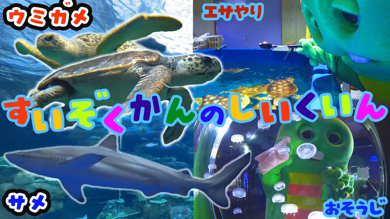 【うみのいきもの】すいぞくかんで、しいくいんさんのおしごとやってみたよ！【ウミガメ】【クラゲ】【サメ】【名古屋港水族館】