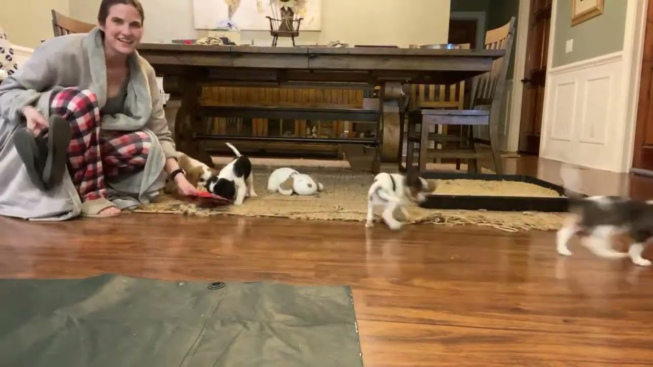 Cavalier Puppies Live: Getting Ready For Family Pick-Ups