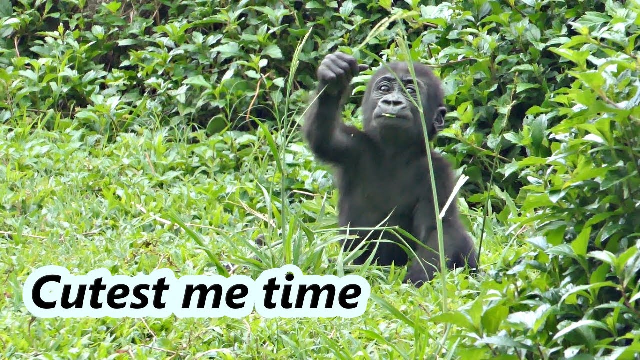 Cute little gorilla Ringo enjoyed playing by himself. /可愛的小金剛猩猩Ringo自己玩得很開心