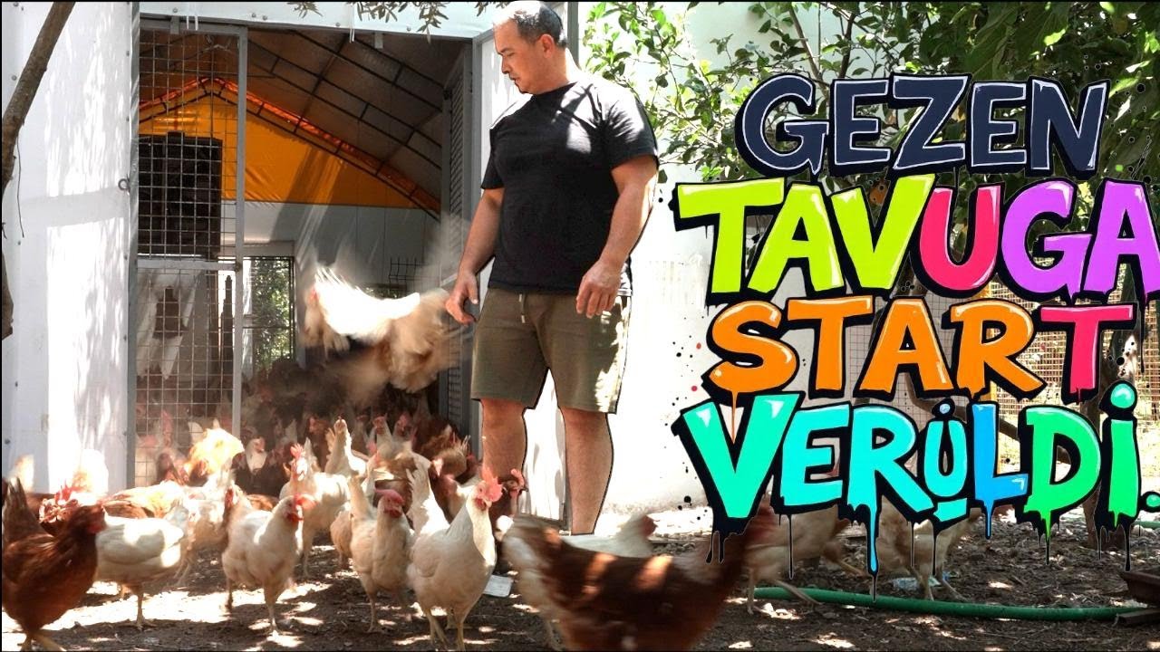 KAFES SİSTEMİNİ DAĞITTIK./ TEKRARDAN GEZEN TAVUKTAYIZ./ ÇADIRIN GEZEN SİSTEMDEKİ SON HALİ ?....