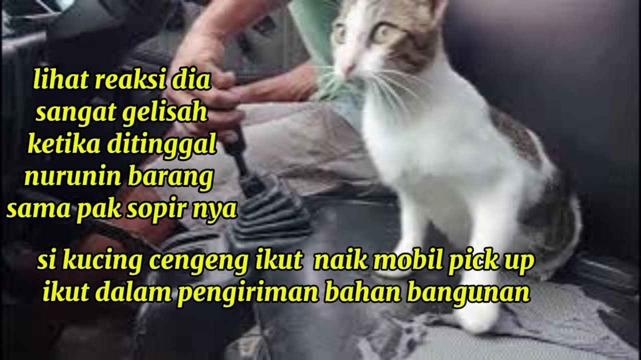KUCING MANJA NYA PENGEN IKUT NGIRIM BARANG,LIHAT REAKSINYA SELAMA PERJALANAN‼️