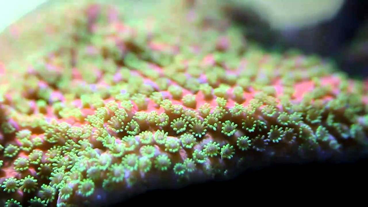 CompleteReef.com Sunset Montipora HD