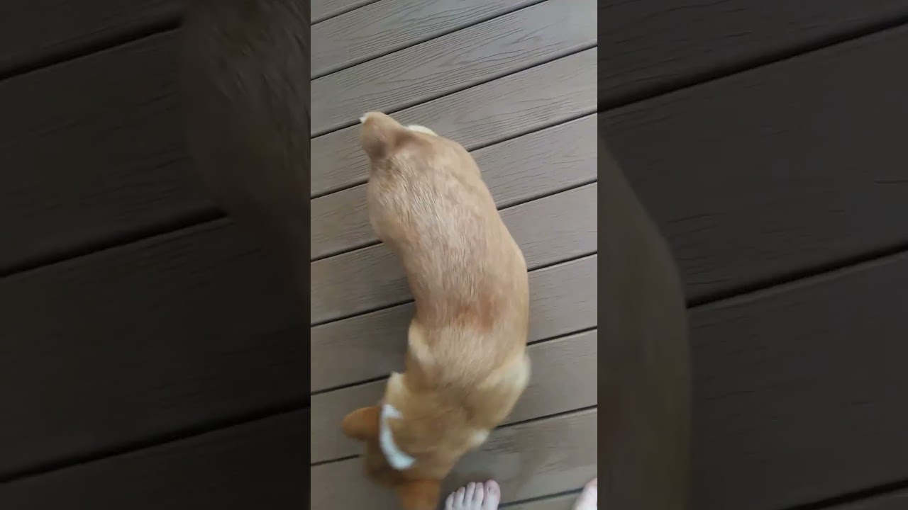 Love these  corgis