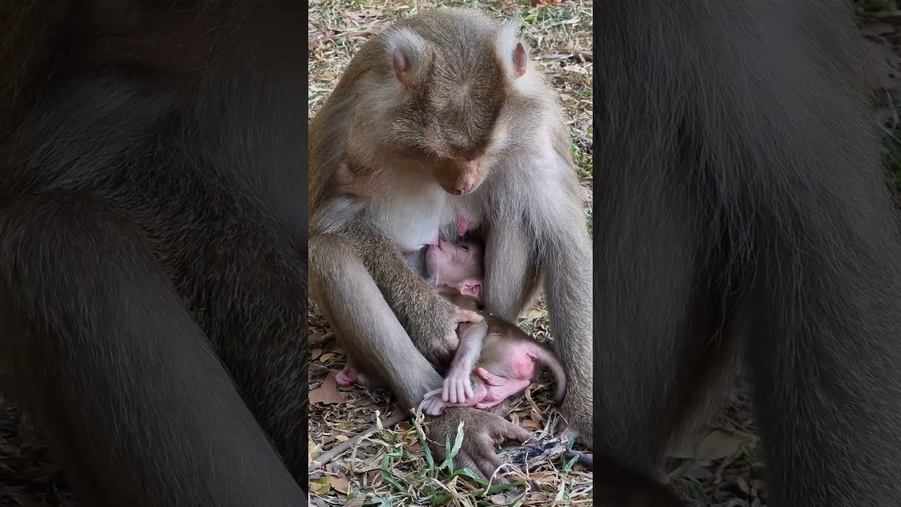 Monkey Libby gave birth to baby girl Name is LILY #shorts