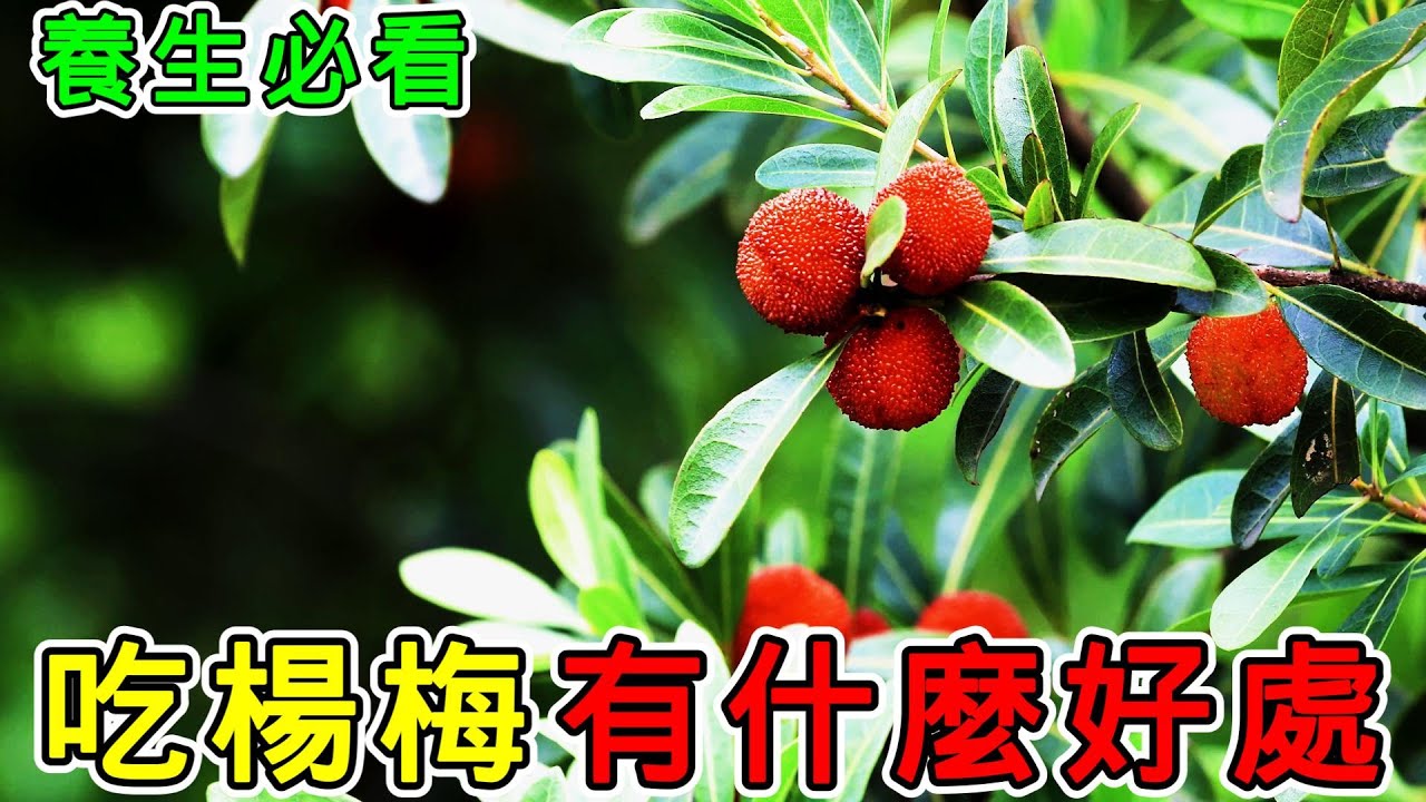 【養生】吃楊梅有什麼好處？楊梅的10個神秘功效，楊梅的食用禁忌有哪些？#健康 #養生
