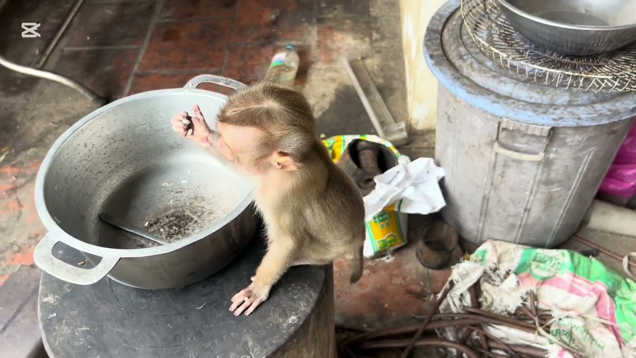 Mary is hungry #monkey  #animals  #asmr