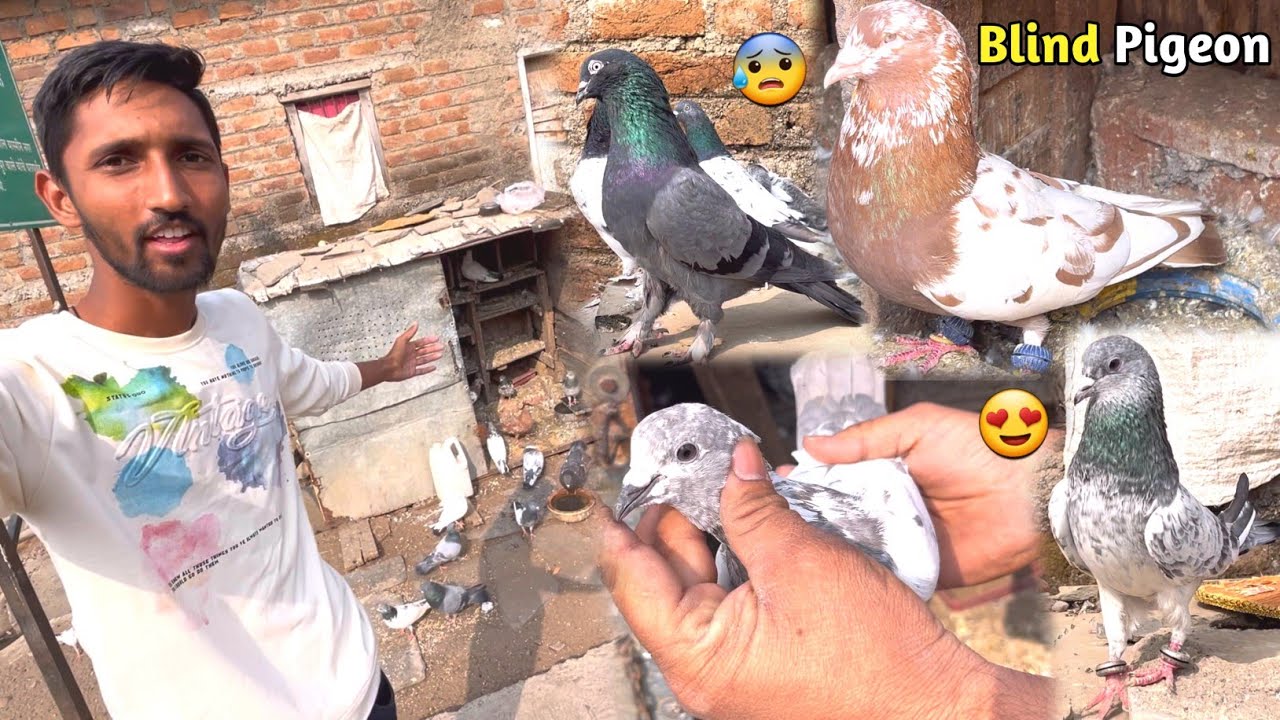 Purani Nasl Ke High Flyer Kabootar 🕊️ || एक से बढ़कर एक कबूतर 🤩 || Old Breed Pigeon