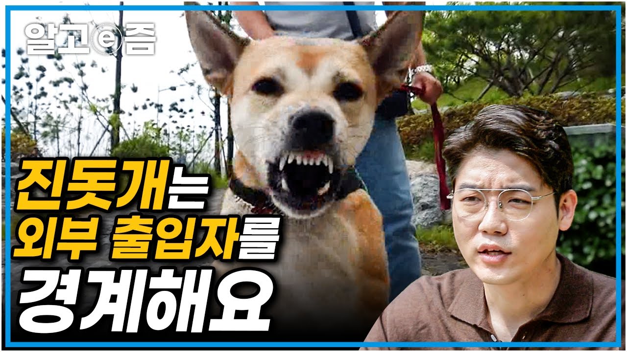 한국의 강아지 진돗개가 이토록 공격적인 이유와 공격성을 고칠 훈련법!┃세상에 나쁜 개는 없다┃알고e즘