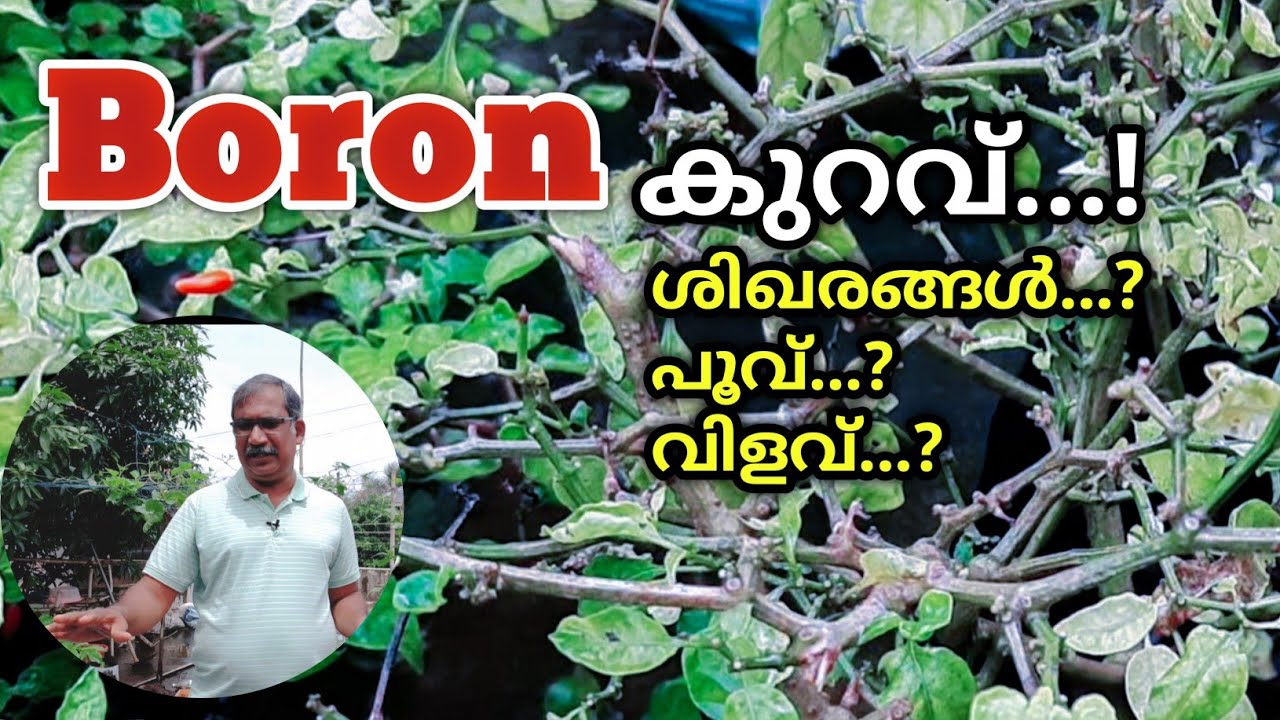 ചെടികളുടെ വളർച്ചയ്ക്കും, കൂടുതൽ വിളവിനും ബോറോൺ| Is Boron good for Plant Growth| Krishitips malayalam